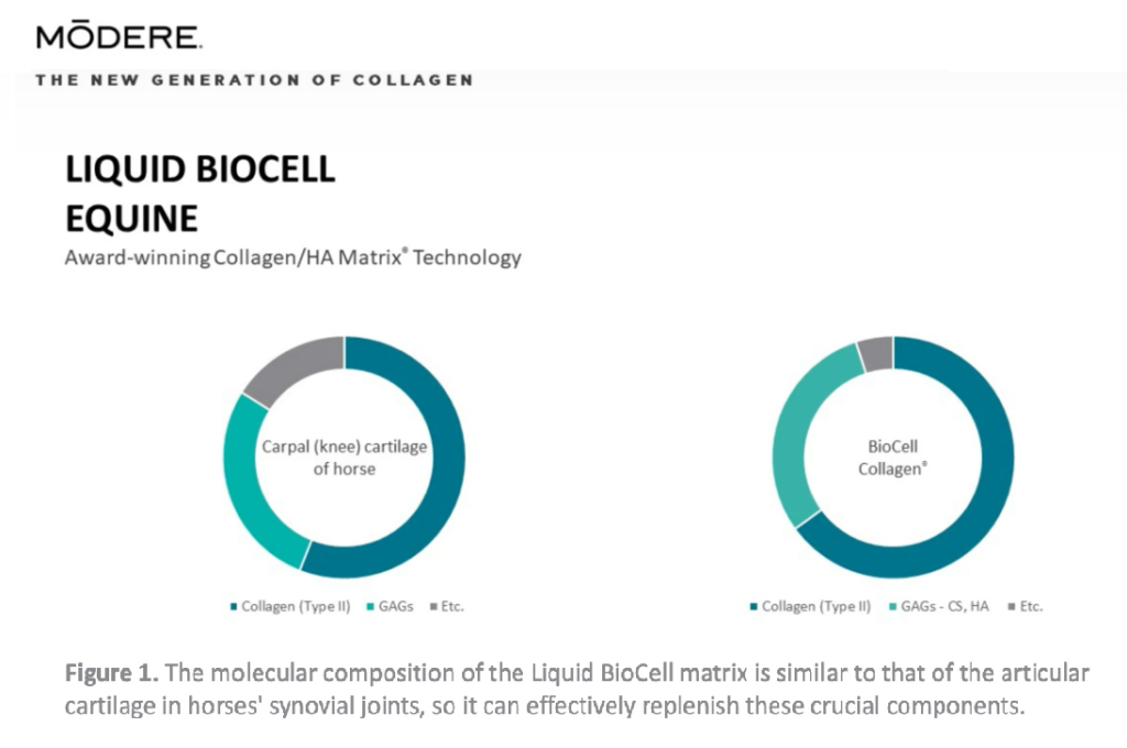 Buy Modere BioCell Collagen Equine for horses joints arthritis coat hair skin