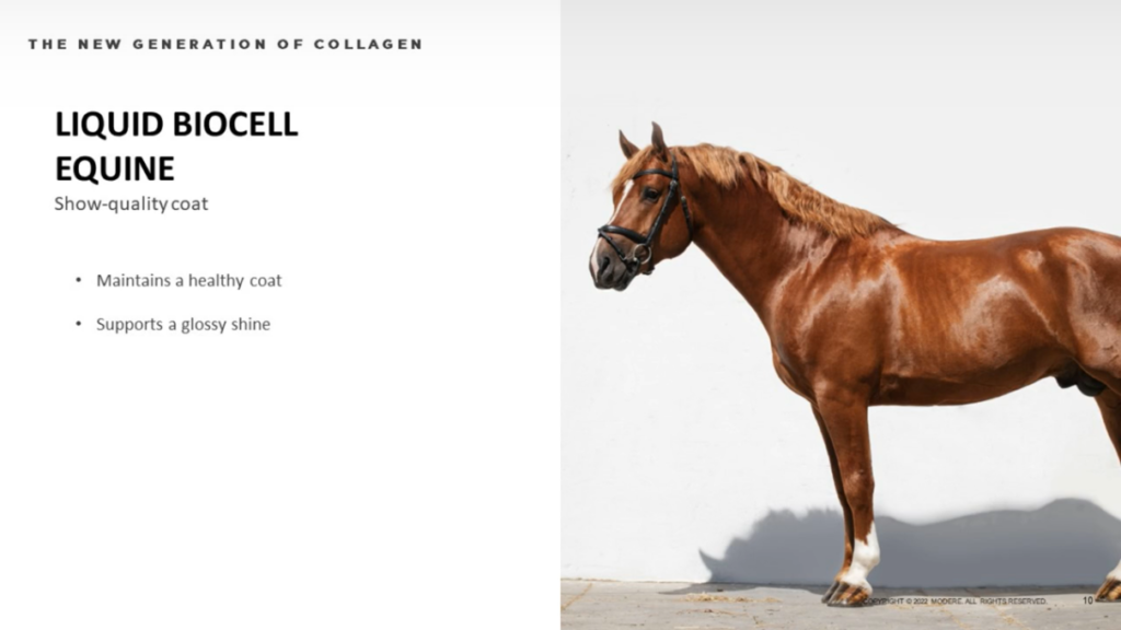 Buy Modere BioCell Collagen Equine for horses joints arthritis coat hair skin